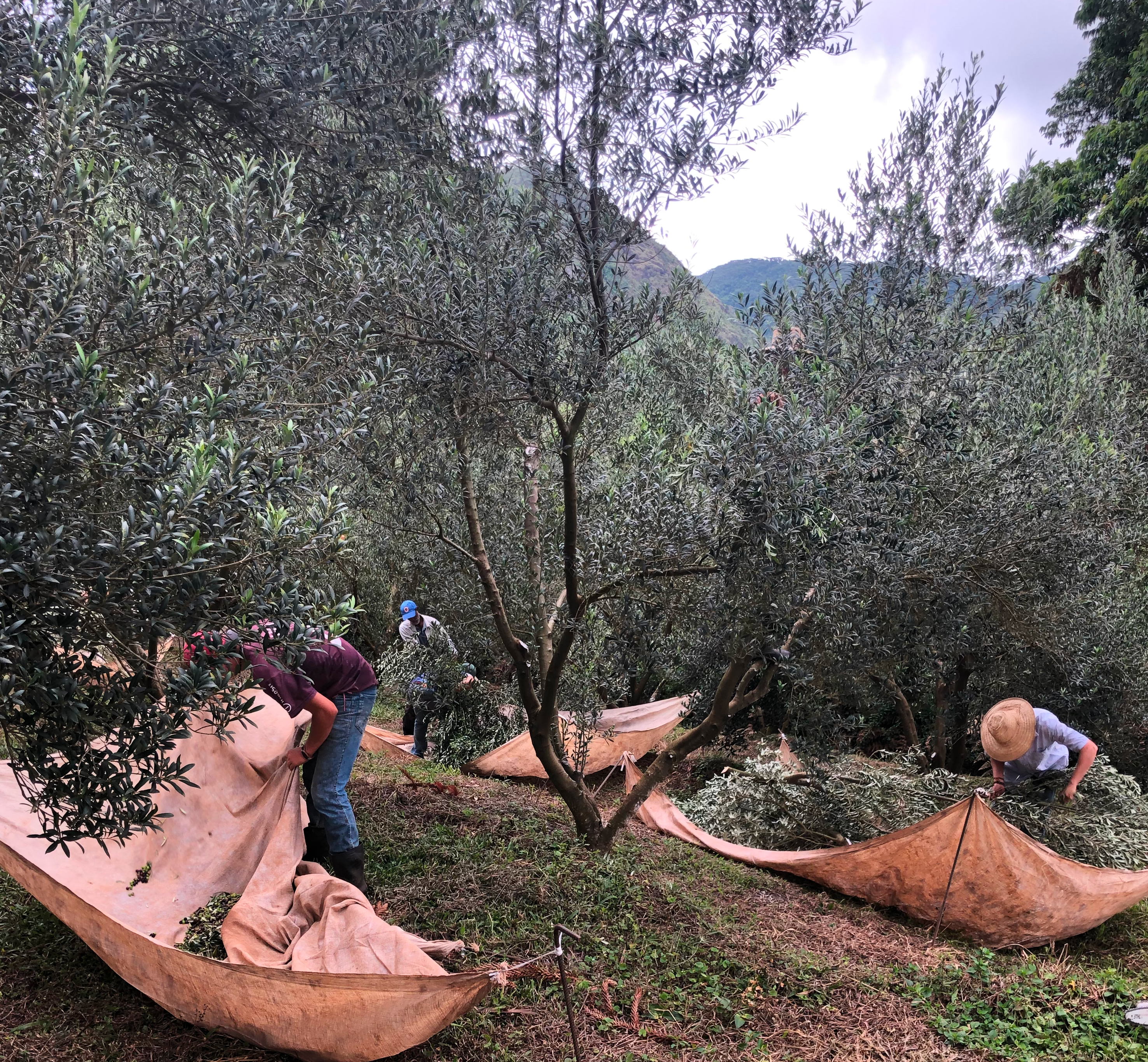 Azeitonas verdes em ramo de oliveira