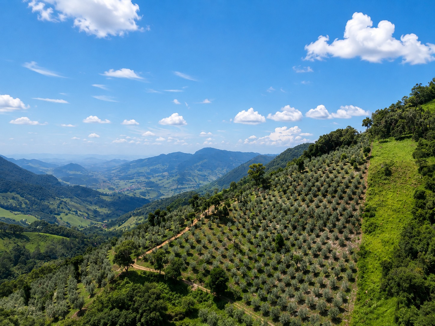 Azeite L'Az - azeite de oliva extra virgem da serra da mantiqueira