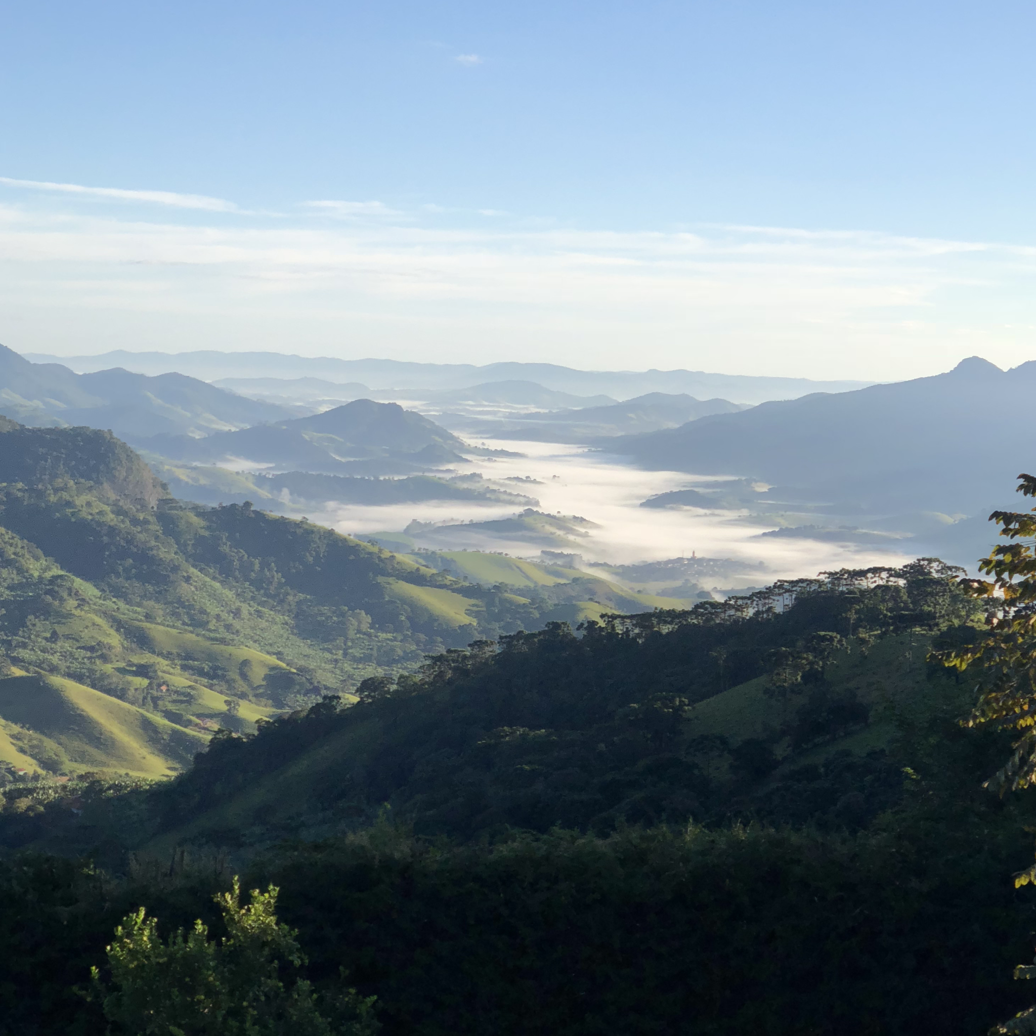 Colheita das azeitonas